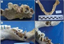 Research: Study puts the Neotropics on the map of the world’s food production centers in antiquity —