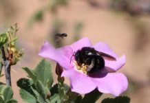 Offbeat: Monument’s original boundaries are a hotspot of pollinator biodiversity —