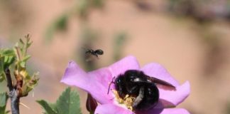 Offbeat: Monument’s original boundaries are a hotspot of pollinator biodiversity —