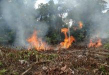 Offbeat: Deforestation increasing in areas once controlled by FARC guerrillas, study says —