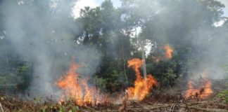 Offbeat: Deforestation increasing in areas once controlled by FARC guerrillas, study says —