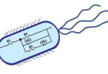 Tech: Electrochemical techniques for monitoring microbial growth demonstrated — (Report)