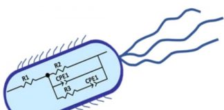Tech: Electrochemical techniques for monitoring microbial growth demonstrated — (Report)
