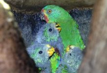 Research: High cost of infidelity for swift parrots —