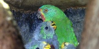 Research: High cost of infidelity for swift parrots —
