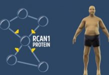 Research: Gene that lets you eat as much as you want holds promise against obesity —