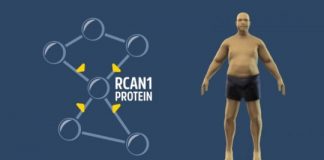 Research: Gene that lets you eat as much as you want holds promise against obesity —