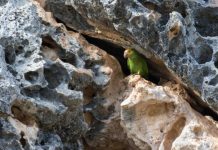 Research: Social marketing campaigns can help threatened wildlife species recover —