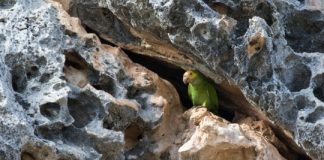 Research: Social marketing campaigns can help threatened wildlife species recover —