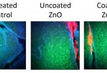 Tech: Realistic exposure study supports the use of zinc oxide nanoparticle sunscreens — (Report)