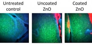 Tech: Realistic exposure study supports the use of zinc oxide nanoparticle sunscreens — (Report)