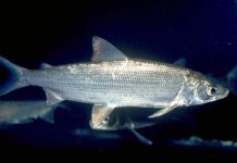 Research: Indications for recovery after ecosystem pollution —