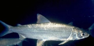 Research: Indications for recovery after ecosystem pollution —