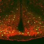 Study: Study offers insight into brain’s potential role in fitness, diabetes therapy — (Details)