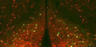 Study: Study offers insight into brain’s potential role in fitness, diabetes therapy — (Details)