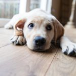 Study: So cute you could crush it? Professor’s first-of-its-kind study explores the neural underpinnings of cute aggression — (Details)