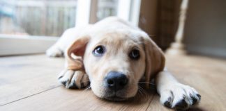 Study: So cute you could crush it? Professor’s first-of-its-kind study explores the neural underpinnings of cute aggression — (Details)