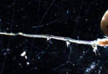 Research: Forget ‘needle in a haystack’; try finding an invasive species in a lake —