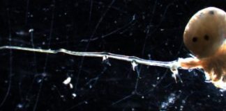 Research: Forget ‘needle in a haystack’; try finding an invasive species in a lake —