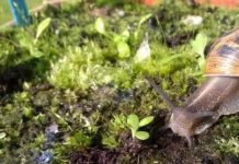 Research: Puzzle of snail and slug feeding preferences solved —