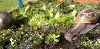 Research: Puzzle of snail and slug feeding preferences solved —