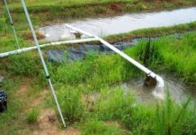 Research: Can rice filter water from agricultural fields? Research considers pesticide-cleansing properties of rice plants —