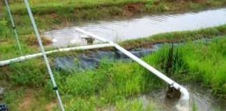 Research: Can rice filter water from agricultural fields? Research considers pesticide-cleansing properties of rice plants —