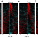 Study: How the brain hears and fears — (Details)