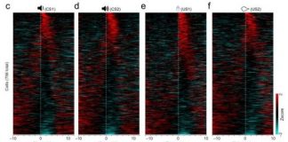 Study: How the brain hears and fears — (Details)