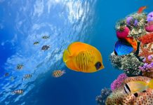 Research: Mystery of color patterns of reef fish solved —