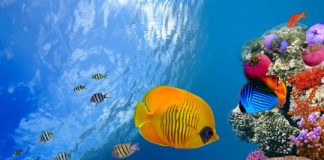 Research: Mystery of color patterns of reef fish solved —