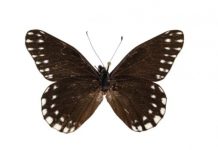 Research: New butterfly named for pioneering 17th-century entomologist Maria Sibylla Merian —