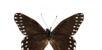 Research: New butterfly named for pioneering 17th-century entomologist Maria Sibylla Merian —