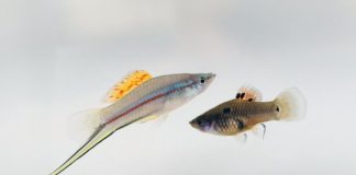 Research: 30 years of experimental evolution results in a new sex chromosome —