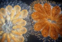 Research: Sea invertebrate sheds light on evolution of human blood, immune systems —