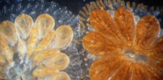 Research: Sea invertebrate sheds light on evolution of human blood, immune systems —