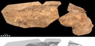 Research: Soft tissue shows Jurassic ichthyosaur was warm-blooded, had blubber and camouflage —