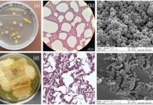 Research: Bacterial spores may be able to halt degradation by outcompeting other microbes —