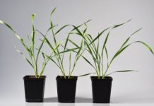 Research: Plants rely on their toxins not only to fend off caterpillars but also to regulate defense mechanisms against aphids —