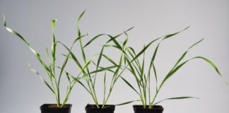 Research: Plants rely on their toxins not only to fend off caterpillars but also to regulate defense mechanisms against aphids —