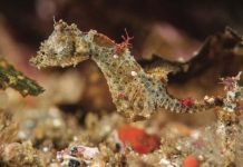 Research: From fish to flowering plants and seahorses to snakes — spanning five continents and three oceans — these new discoveries grow Earth’s tree of life —