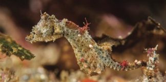 Research: From fish to flowering plants and seahorses to snakes — spanning five continents and three oceans — these new discoveries grow Earth’s tree of life —