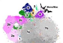 Research: Which are good and which are bad? New study is perhaps the most comprehensive survey of brain microglia ever conducted —