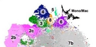 Research: Which are good and which are bad? New study is perhaps the most comprehensive survey of brain microglia ever conducted —