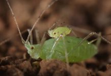 Research: Young aphids piggyback on adult aphids to get to safety faster —