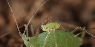 Research: Young aphids piggyback on adult aphids to get to safety faster —