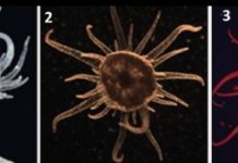 Research: Could algae that are ‘poor-providers’ help corals come back after bleaching?