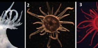 Research: Could algae that are ‘poor-providers’ help corals come back after bleaching?