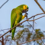 Study: Genome of blue-fronted Amazon parrot compared with 30 other long-lived birds — (Details)