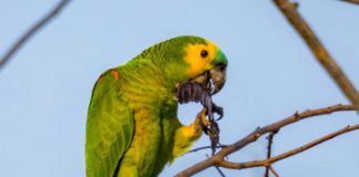 Study: Genome of blue-fronted Amazon parrot compared with 30 other long-lived birds — (Details)